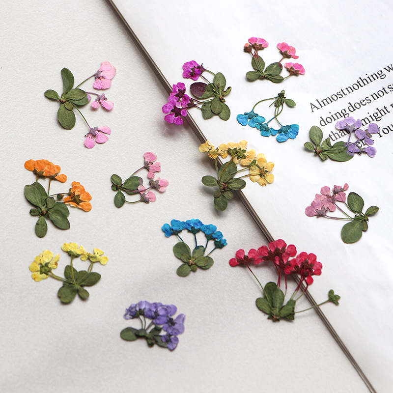 Supply For Florist - 2-3cm/12szt., Prasowane Małe Kwiatki, Hurtowe Płatki