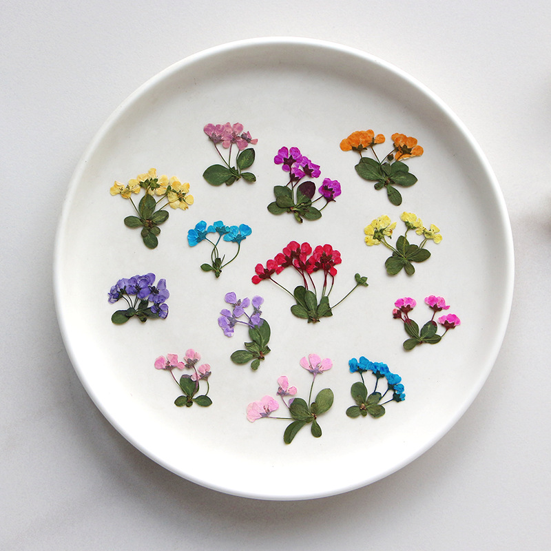 2-3cm/12szt., Prasowane Małe K – Supply For Florist recenzja i cena