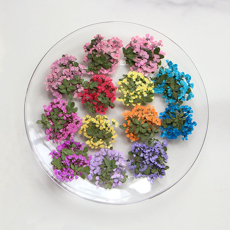2-3cm/12szt., Prasowane Małe K – Supply For Florist recenzja i cena