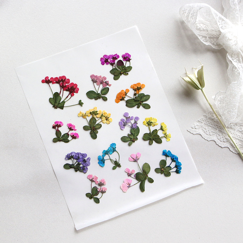 2-3cm/12szt., Prasowane Małe K – Supply For Florist recenzja i cena